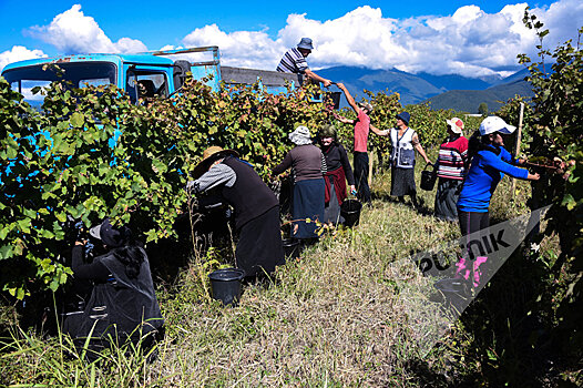 Сбор урожая винограда в Грузии вошел в активную фазу