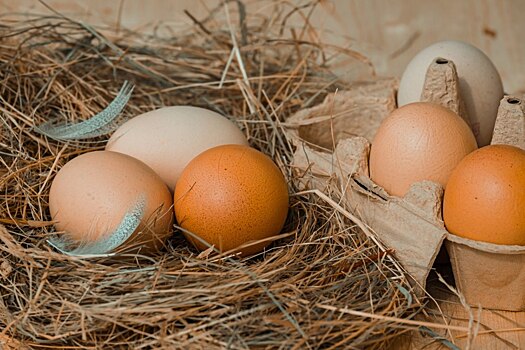 Яйца – чего больше: пользы или вреда?