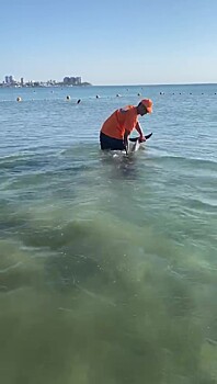 На анапском пляже инструктор помог заблудившемуся дельфину уплыть в море