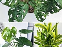 Лианозовский парк организует мастер-классы для любителей домашних растений