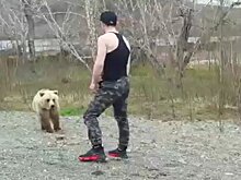 Медведь едва не растерзал докучавшего ему молодого человека на Камчатке