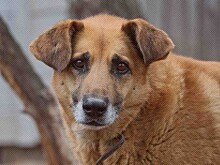 В Курской области выросло число нападений бродячих собак