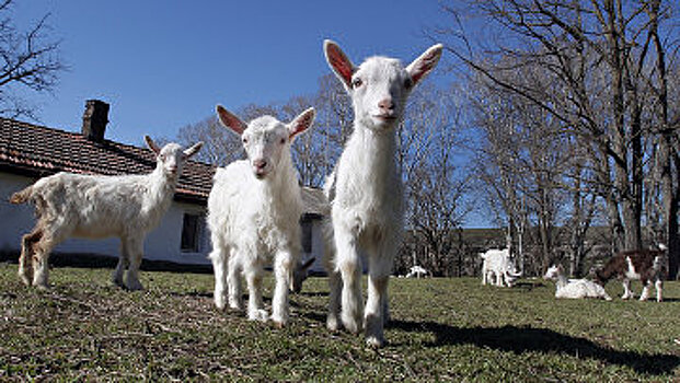 В Крыму нашли полсотни "опасных" коз