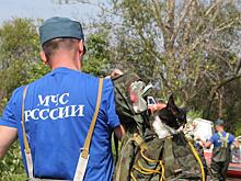 С тонущего острова под Хабаровском спасли 7 кошек и их хозяина