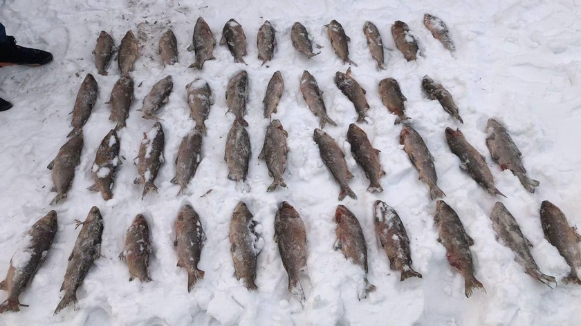Инспекторы изъяли у жителей Надыма сотни незаконно выловленных рыб. ФОТО