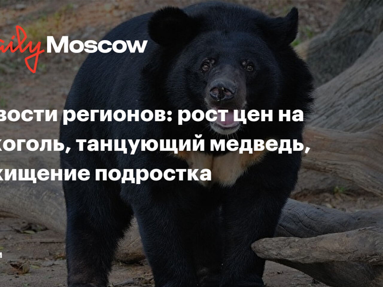 Новости регионов: рост цен на алкоголь, танцующий медведь, похищение  подростка - Рамблер/новости