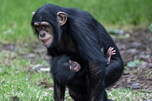 Что узнали ученые, вырастив шимпанзе как человеческого ребенка