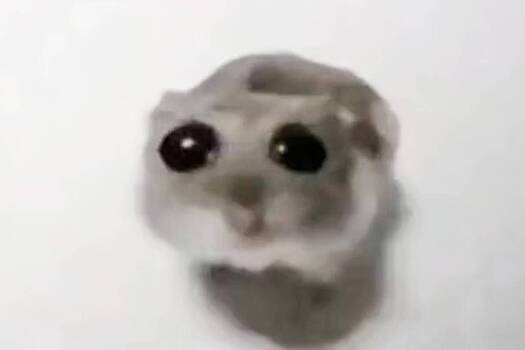 Ава С Хомяком Мем