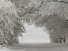 Тело замерзшего пенсионера месяц пролежало на дороге в Орловской области