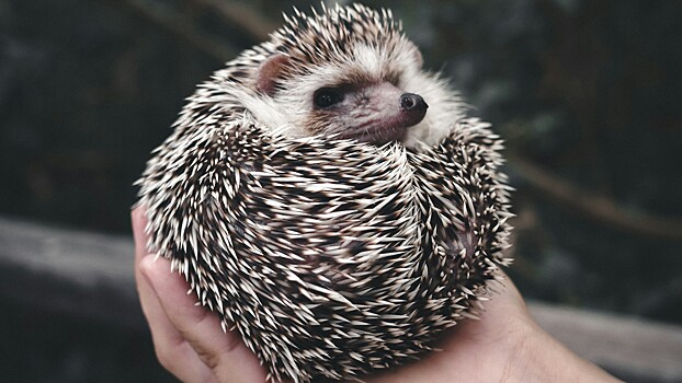 Британка приняла вязаный помпон за ежа и отвезла его к ветеринарам