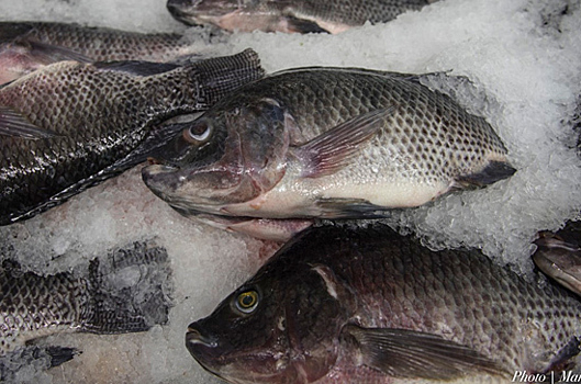 В Совете Федерации хотят предотвратить скачок цен на рыбу