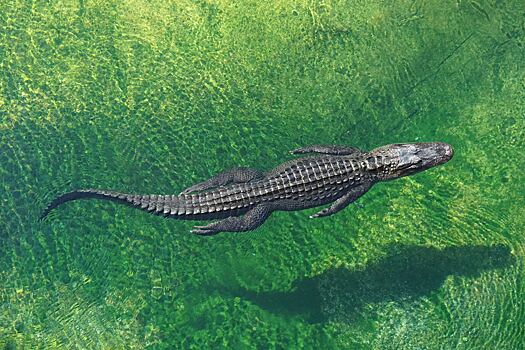 Крокодил укусил заснувшего на пляже австралийца