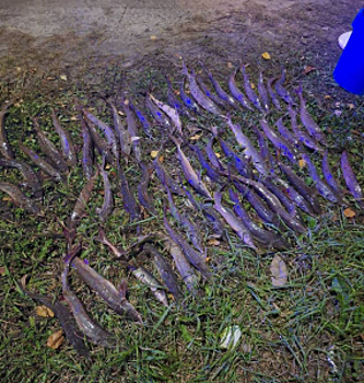 В Ханты-Мансийске возбуждено уголовное дело по факту незаконной добычи водных биоресурсов, занесенных в Красную книгу Российской Федерации