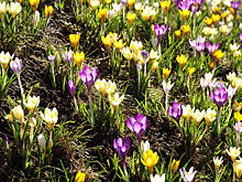 Фотокросс по первоцветам прошел в Москворецком парке