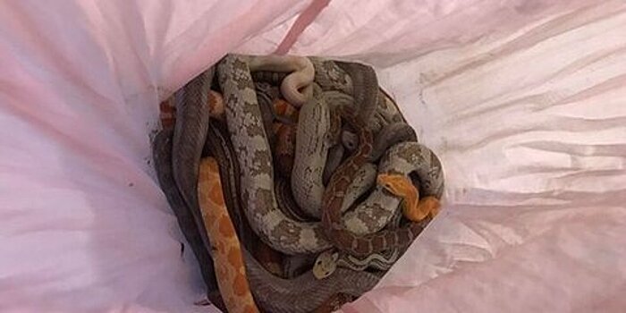 Неизвестный выбрасывает на улицу наволочки с десятками змей в Британии