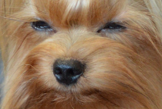 «Поль Бейкери» прокомментировал конфликт екатеринбургских посетителей из-за собаки