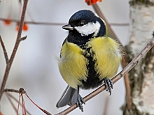 Жителей Челябинска ожидает непривычно бесснежное окончание ноября