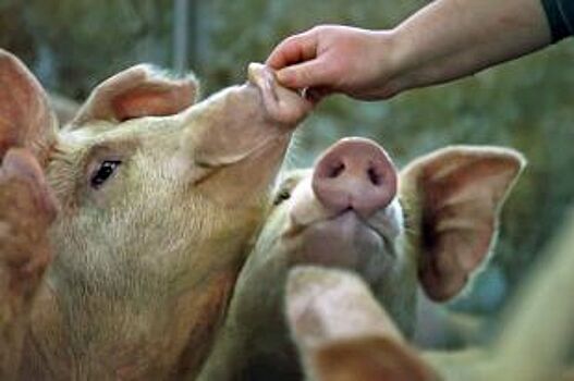 В Орловской области увеличили производство свинины на 31%