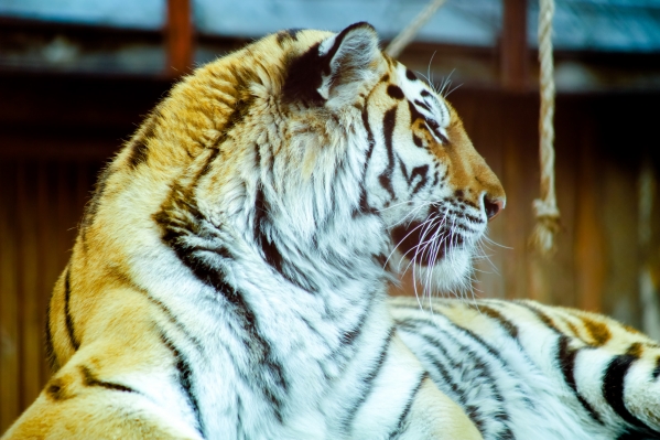 Тигр напал на человека около популярного туристического места в Приморье