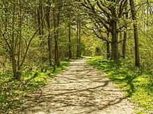 Госдума приняла в третьем чтении закон о лесных дорогах