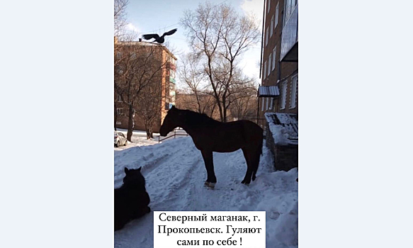 "Бременские музыканты приехали": пони и голубь собрались у подъезда в Прокопьевске