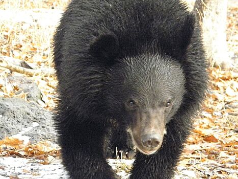 Напавший на дрессировщика медведь уже покинул Карелию, но региональное СУ СК так просто этого не оставит
