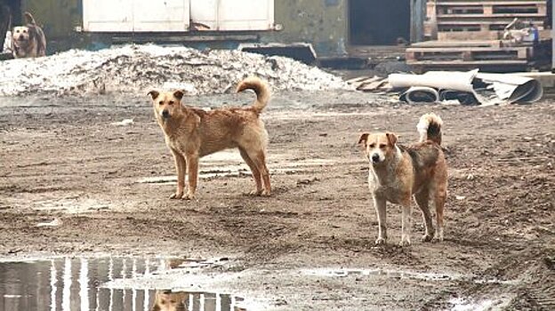 В Пензенской области на бродячих собак дополнительно выделили 2 млн