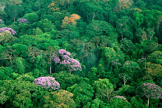 Африканские леса стали меньше выделять кислород и начали выбрасывать углекислый газ