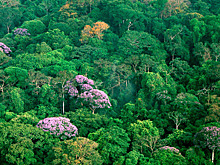 Африканские леса стали меньше выделять кислород и начали выбрасывать углекислый газ