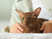 Ориентальная кошка: что нужно знать об этой породе