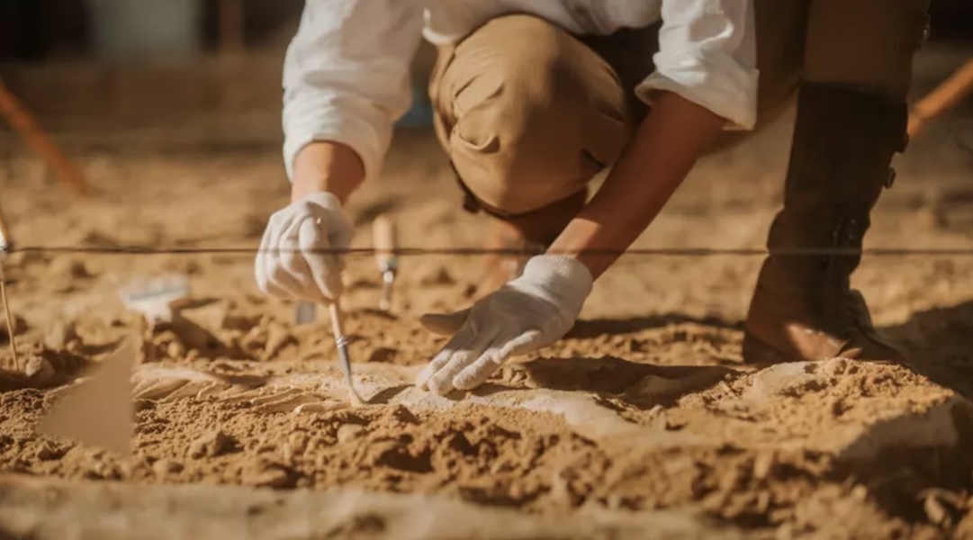 Раскрыто, как учёные узнают возраст ископаемых