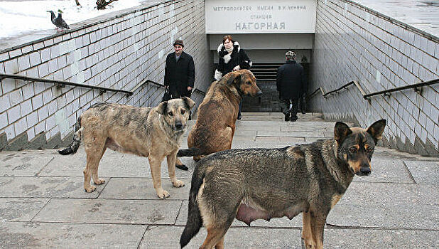 Бродячие собаки съели человека в Москве