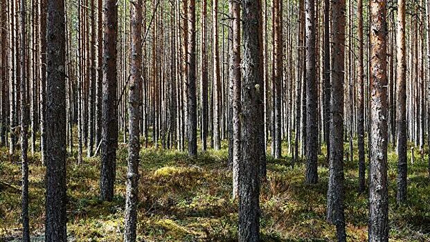Поисковик подорвался на мине в лесу в Ленинградской области