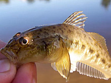 Анна Кузина: "Премудрый пескарь у нас жил все лето в садовом баке"