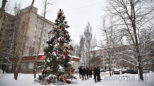 Соответствуют ли новогодние ели техническому заданию, проверяют дендрологи