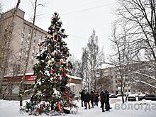 Соответствуют ли новогодние ели техническому заданию, проверяют дендрологи