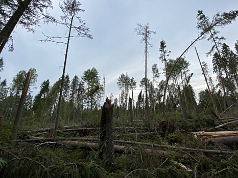 Ураган уничтожил 250-летние деревья в костромском заповеднике ЮНЕСКО