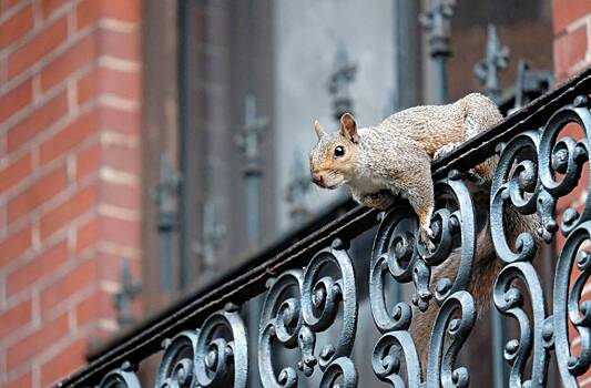 Белка атаковала американцев