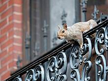 Белка атаковала американцев