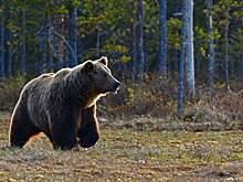Велосипедист врезался в медведя и выжил
