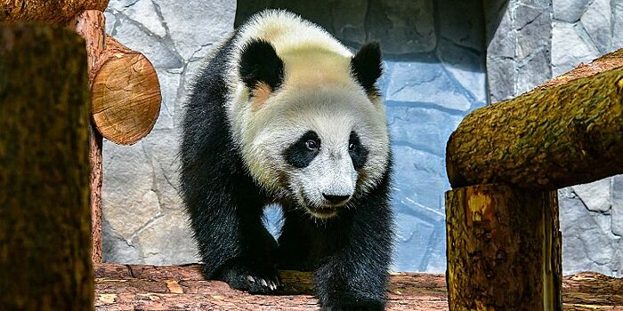 Московский зоопарк запустит онлайн-трансляцию из вольеров двух панд