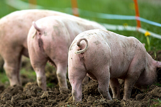 В России заявили об угрозе распространения африканской чумы свиней