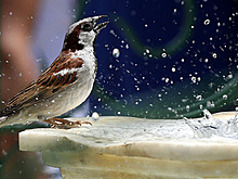 Инноваторство и отвага. Как воробьи захватили мир: отрывок из книги “Эти гениальные птицы”