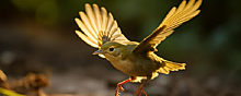 Американские орнитологи изменят названия 80 видов птиц на политкорректные