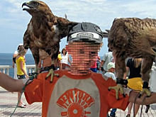 Снимок на память ценою в жизнь: к каким последствиям ведет фото с животными на черноморском побережье