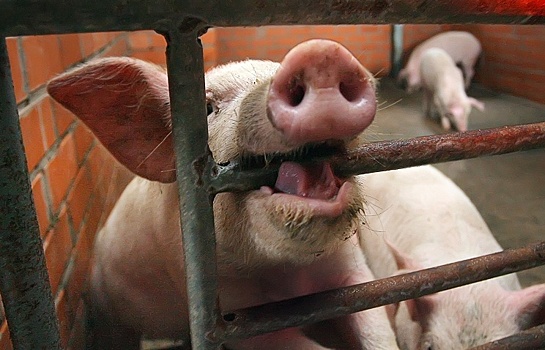 Французские производители свинины сильнее всех пострадали от российского эмбарго