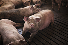 Заработал более миллиона долларов за жизнь: умер известный свин-художник Пигкассо
