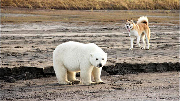 Белый медвежонок из Якутии едет на реабилитацию в Москву