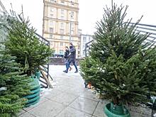 Названы три главные опасности живой елки дома