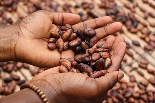 Экономист озвучил причину скачка цен на какао-бобы